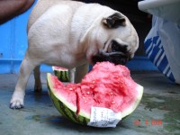 /album/armesa/dsc04338-jpg/